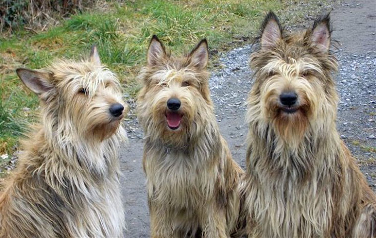 Three Picards sitting, looking at the camera