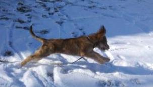 Puppy playing in the snow