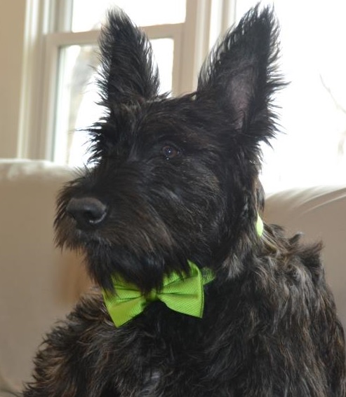 Well groomed black Picard with green bowtie collar