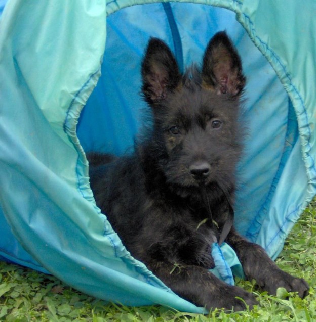 Puppy Picard laying down in an agility tunnel