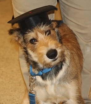 Picard puppy graduating from training class, with graduation cap